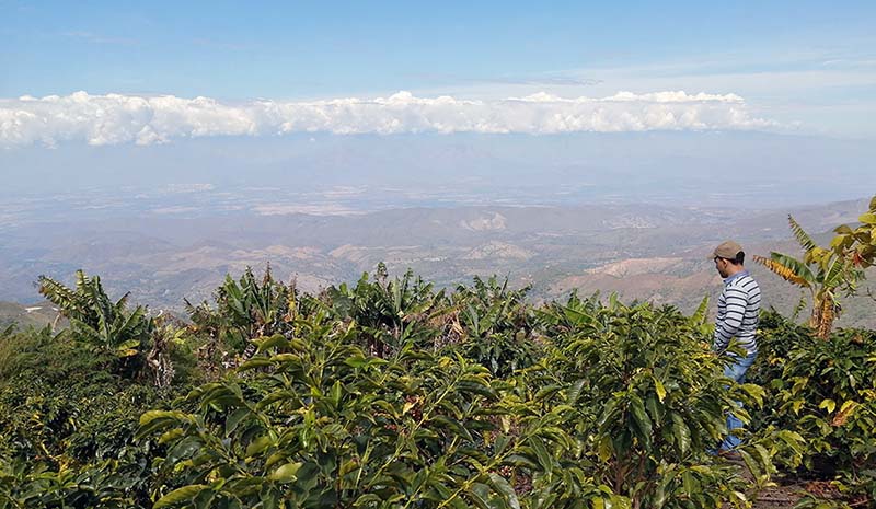 Café Colombie