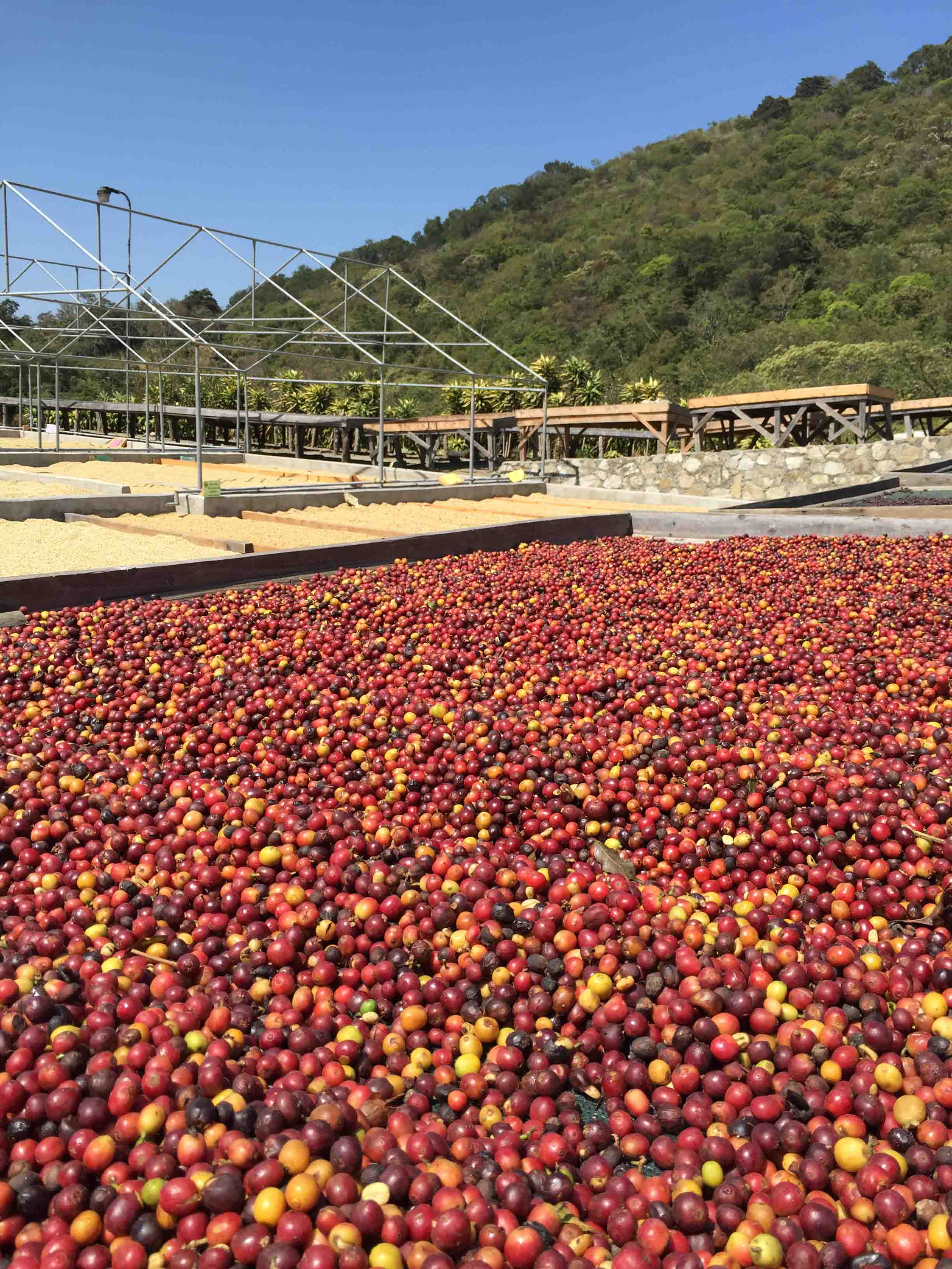 Cerises de café