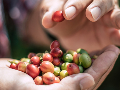 Les origines du café : comment le terroir influence les arômes